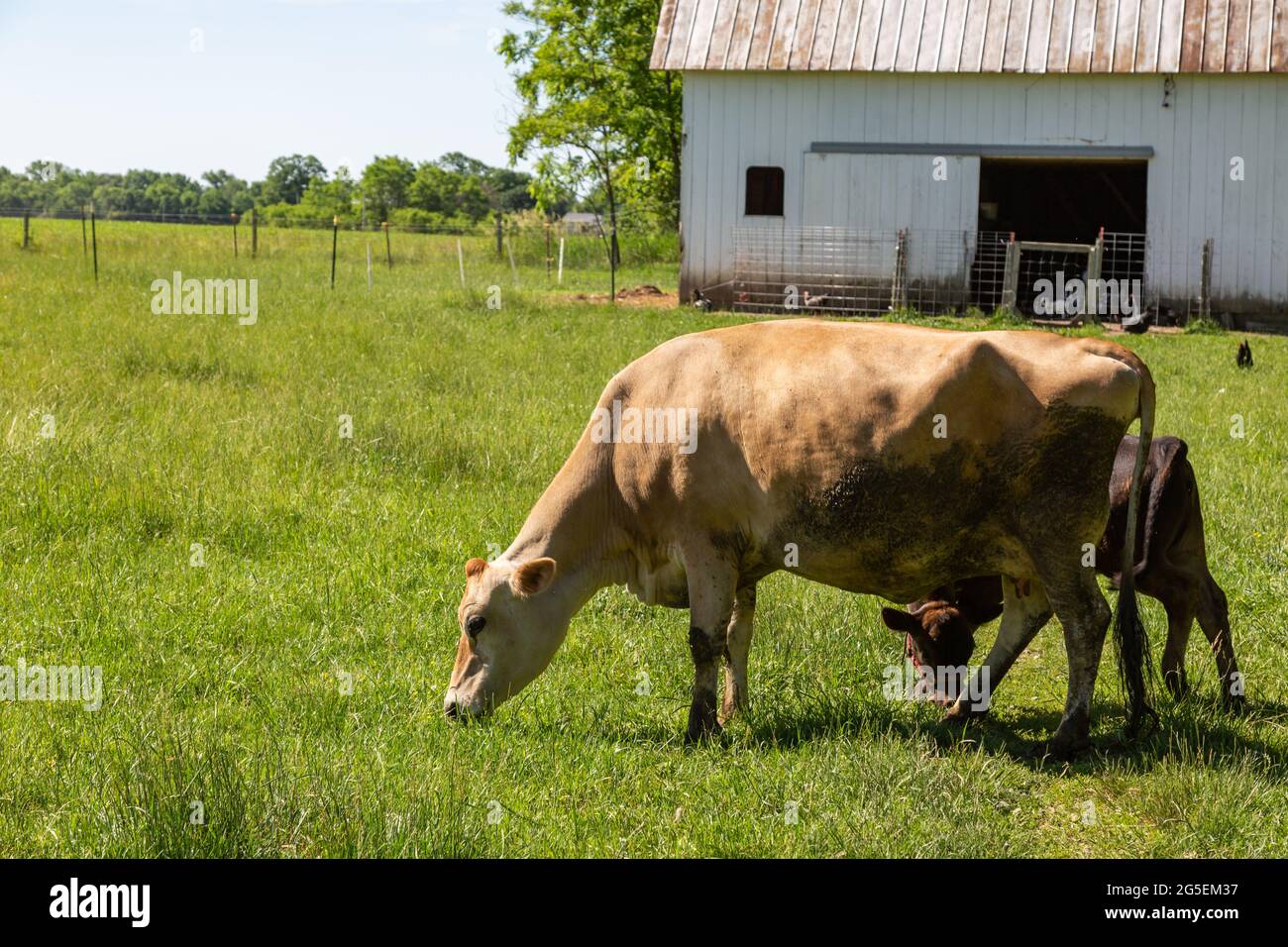 Jersey cow calf hires stock photography and images Alamy