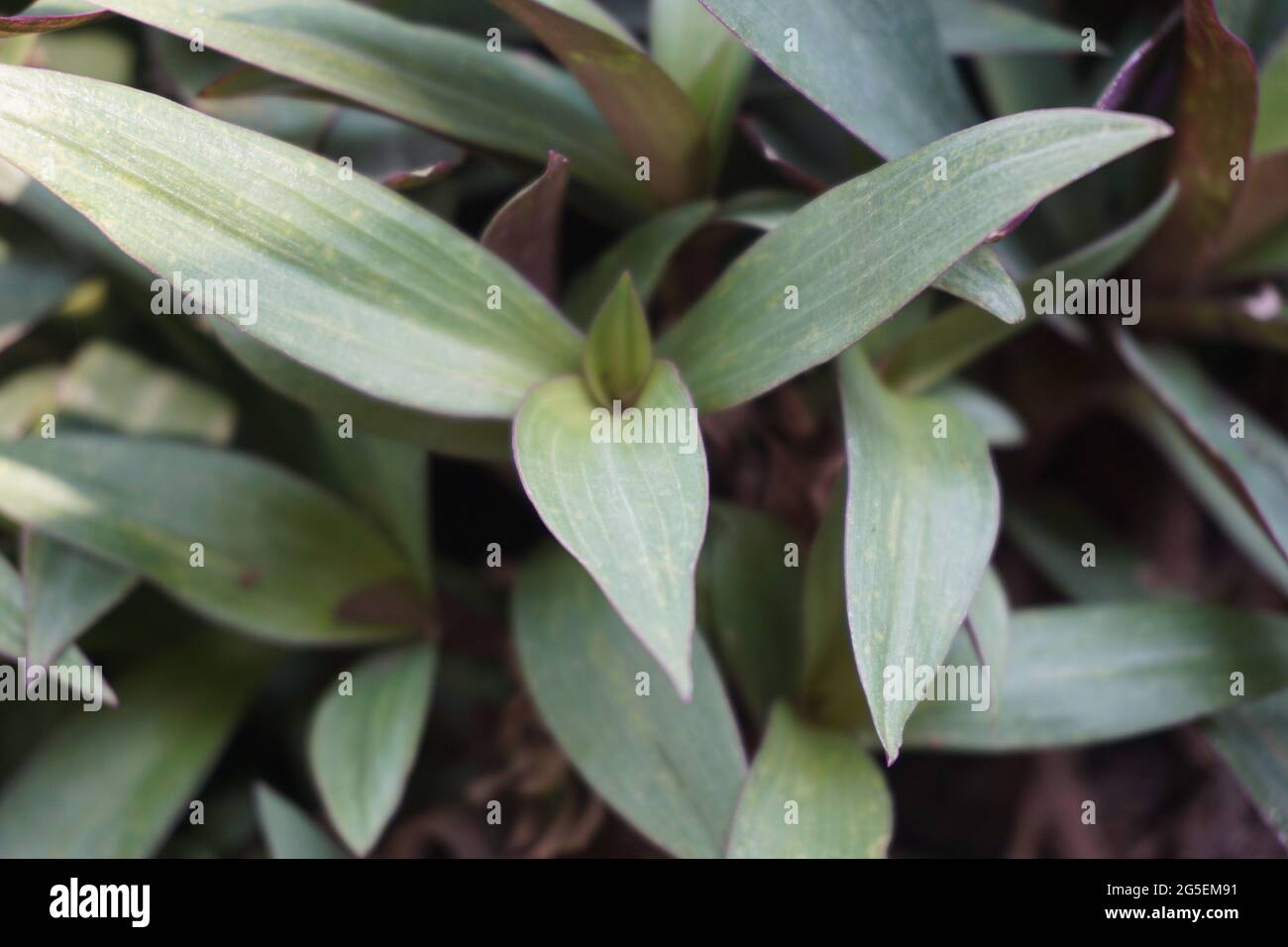 Tradescantia spathacea plant with a natural background Stock Photo