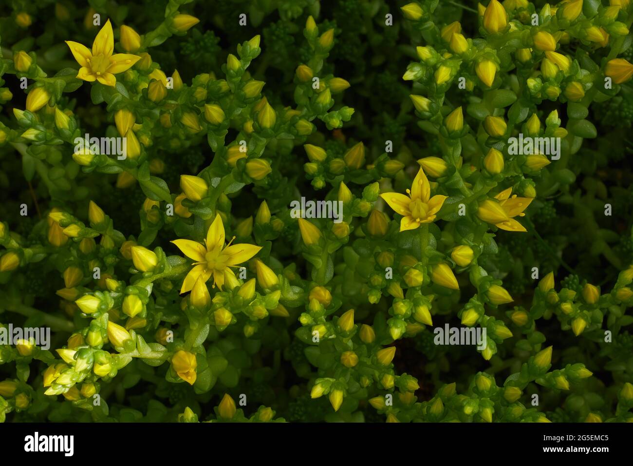 Flower plant saxifrage during summer flowering. Beautiful yellow flower Stock Photo