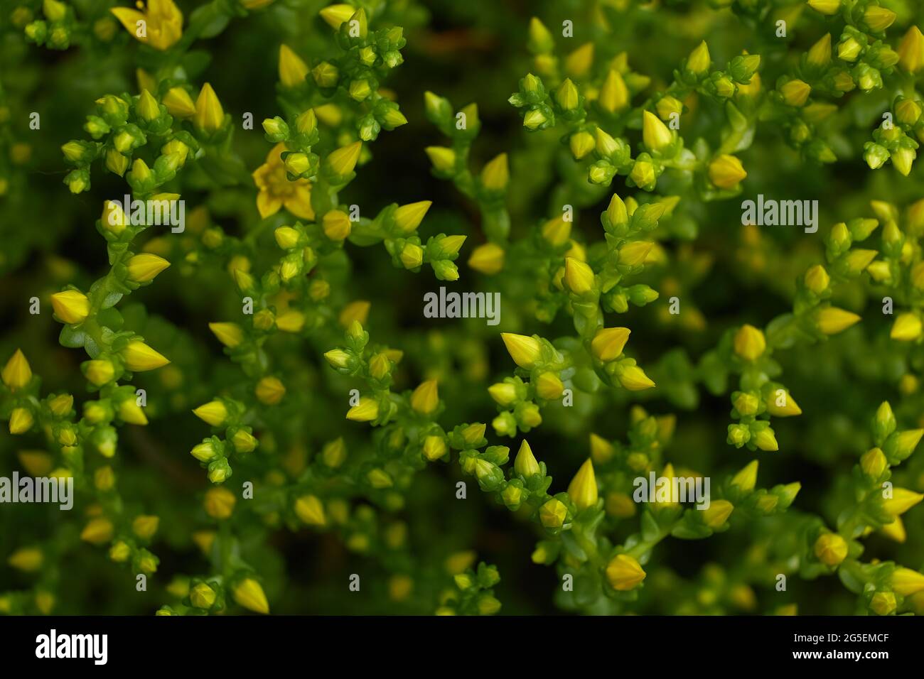 Flower plant saxifrage during summer flowering. Beautiful yellow flower Stock Photo