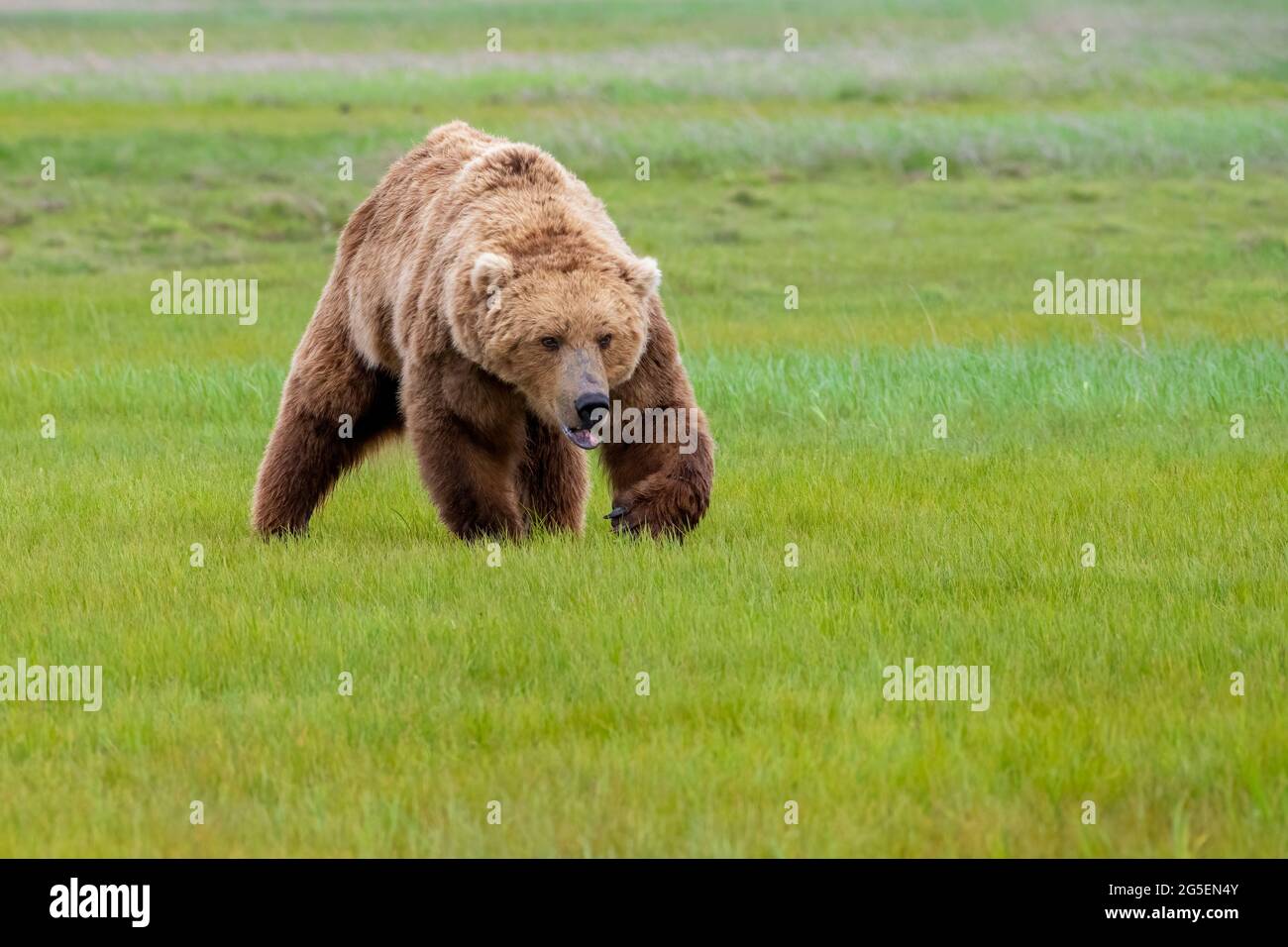 Alaska Peninsula Brown Bear or Coastal Brown Bear Stock Photo