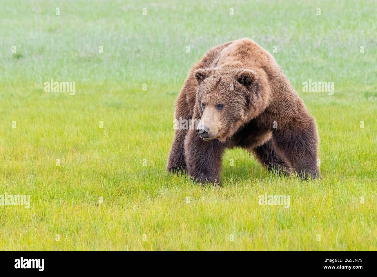 Alaska Peninsula Brown Bear or Coastal Brown Bear Stock Photo