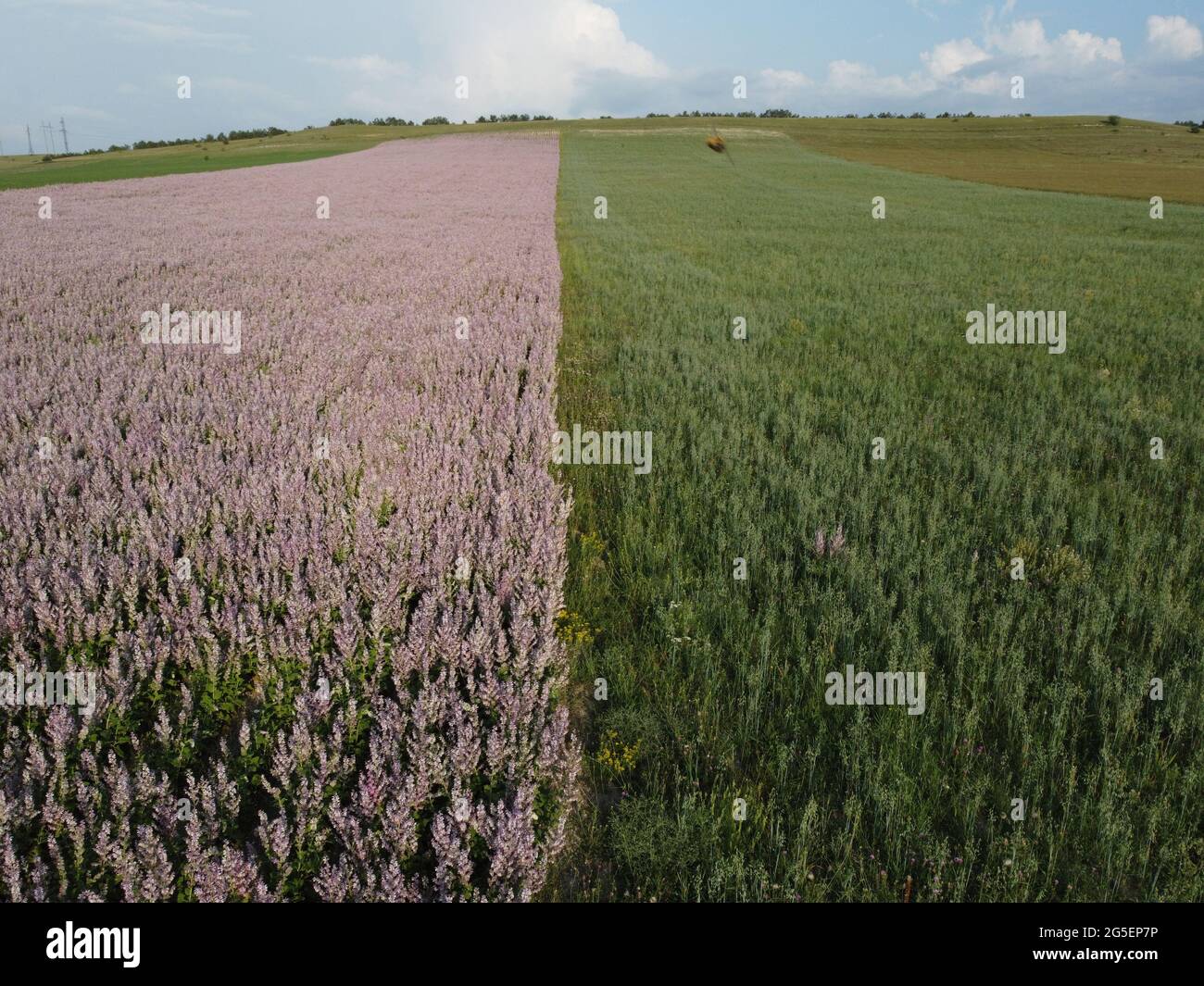 Aerial view. Field of Clary sage - Salvia Sclarea in bloom, cultivated to extract the essential oil and honey. Field with blossom sage plants during Stock Photo