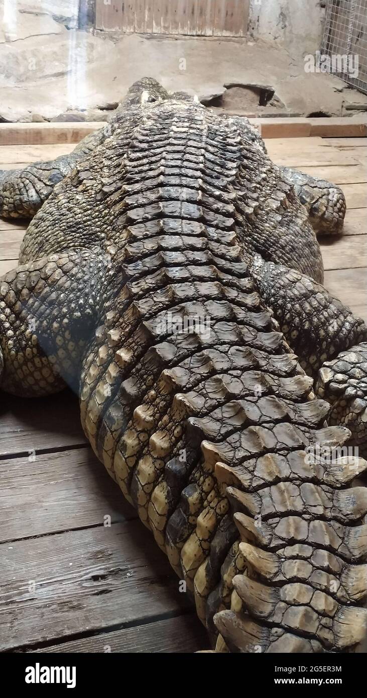 old crocodile in a cramped space Stock Photo