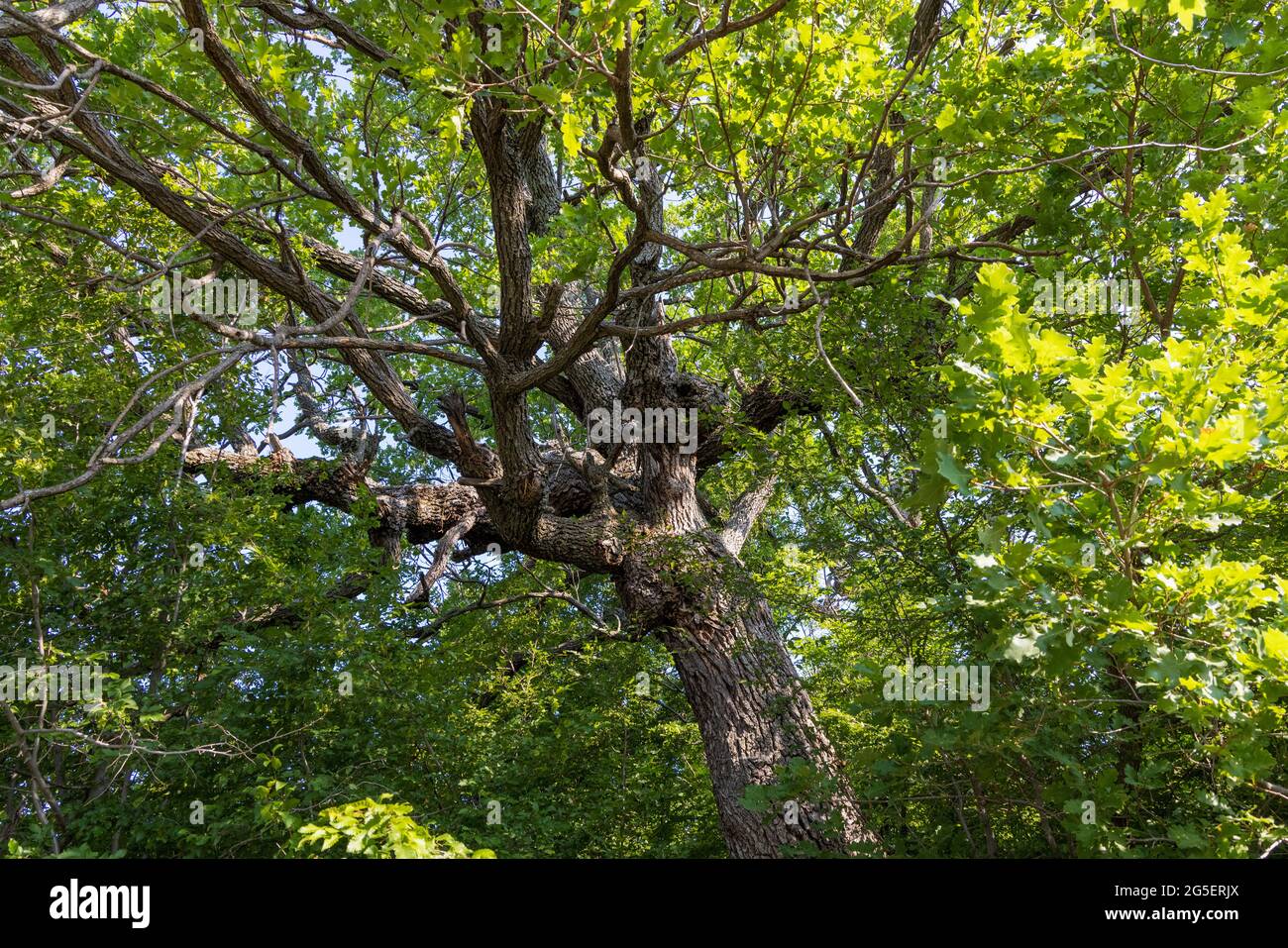 Quercus pubescens, the downy oak or pubescent oak Stock Photo