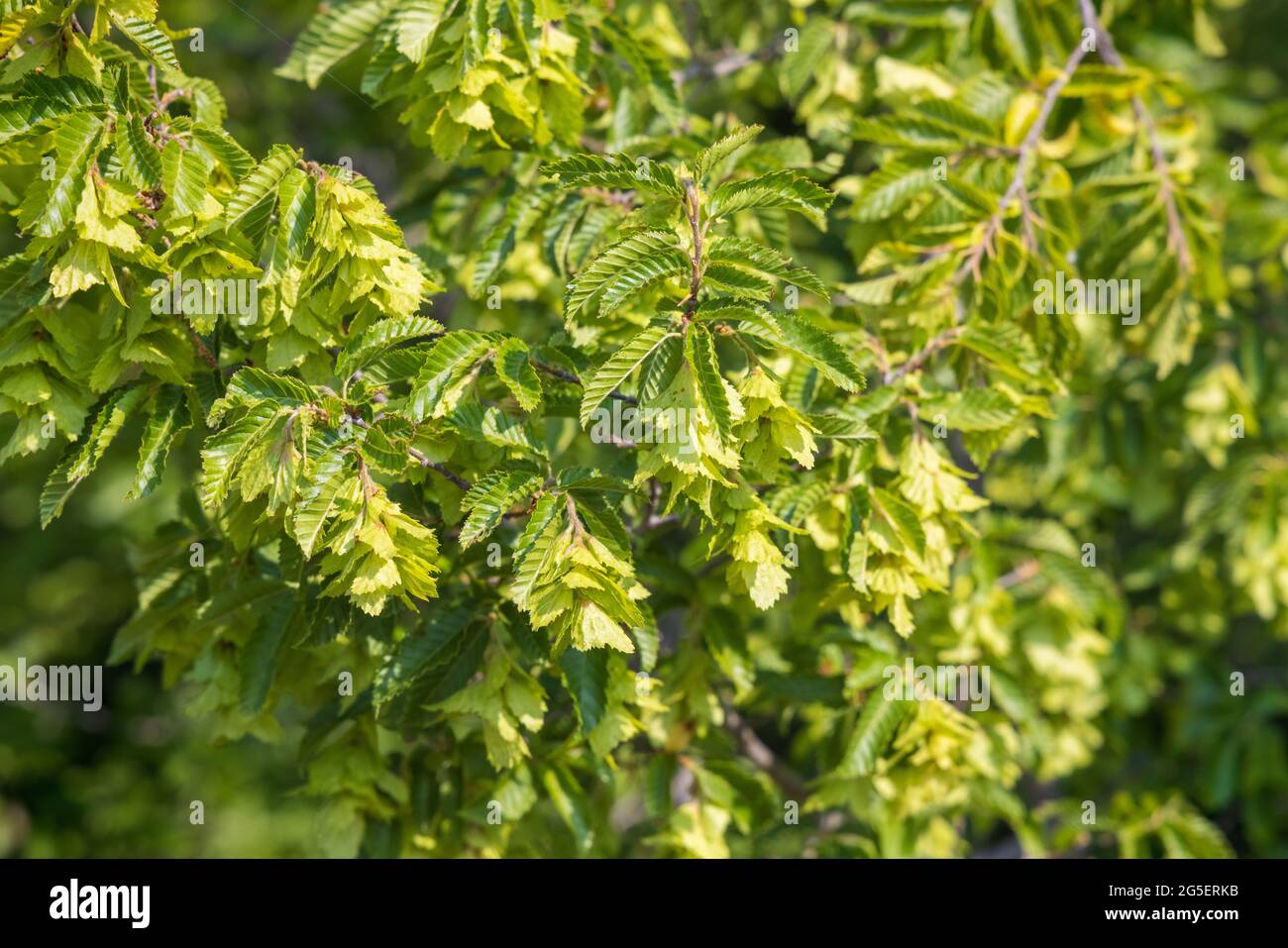 Fruits of Carpinus orientalis, known as the Oriental hornbeam Stock Photo