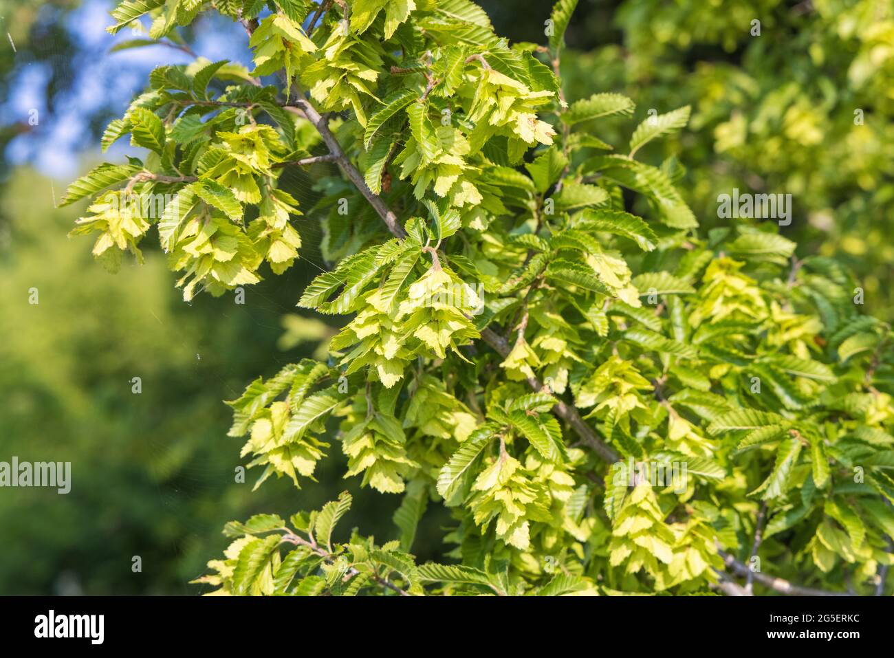 Fruits of Carpinus orientalis, known as the Oriental hornbeam Stock Photo