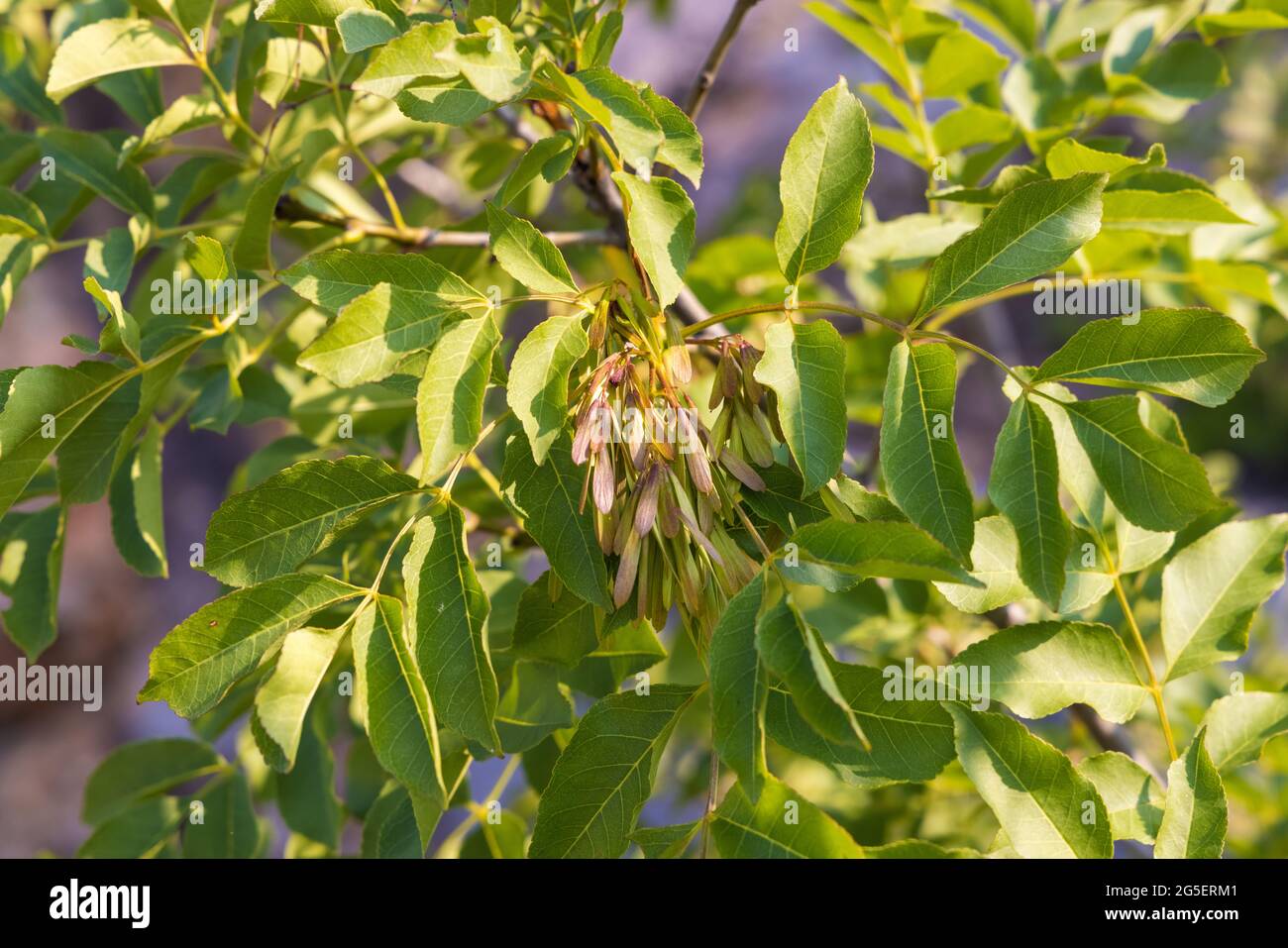 The fruits of Fraxinus ornus, the manna ash Stock Photo