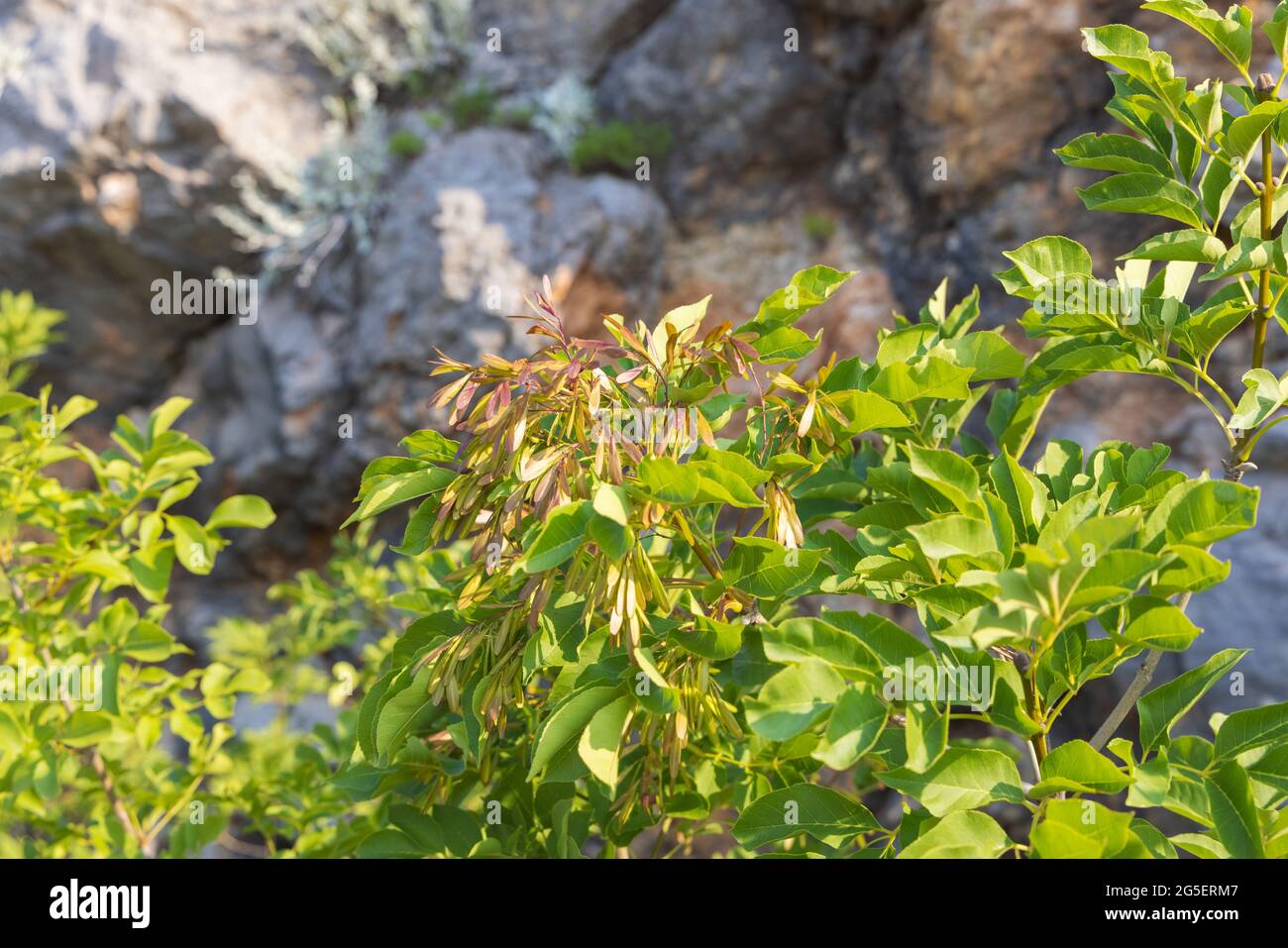 The fruits of Fraxinus ornus, the manna ash Stock Photo