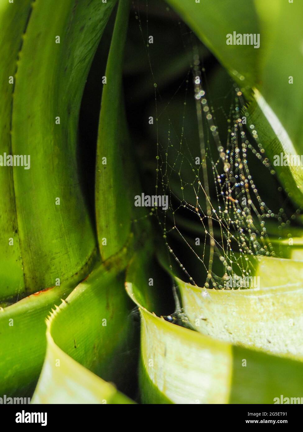 Palm spiders hires stock photography and images Alamy