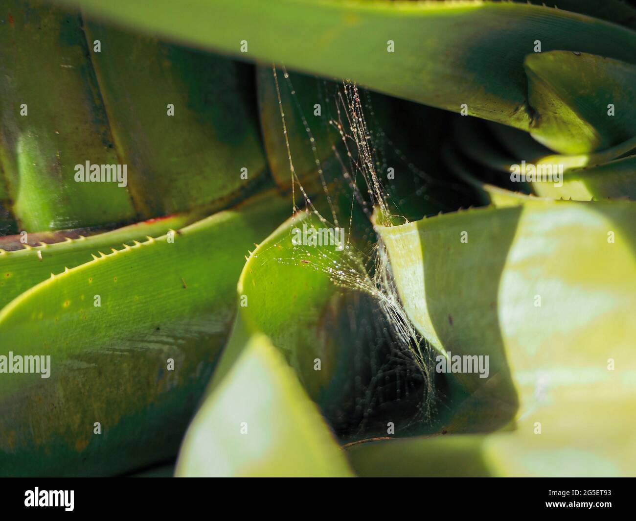 Palm spiders hires stock photography and images Alamy