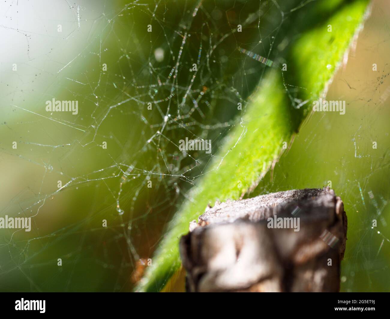 Palm spiders hires stock photography and images Alamy