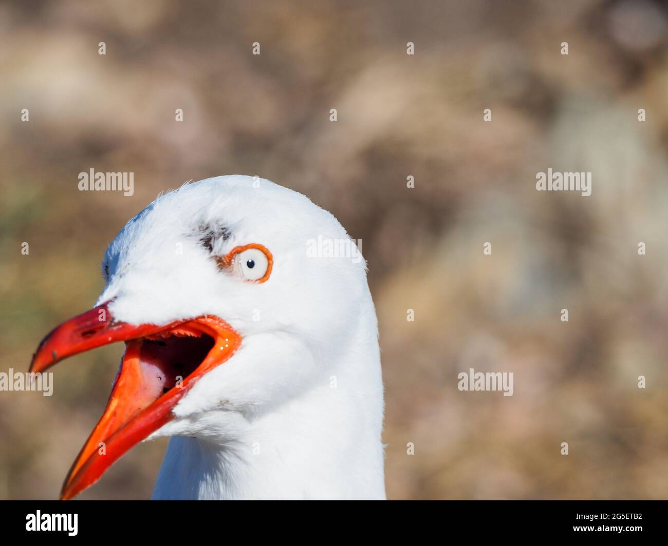 Funny Bird, angry Australian Seagull, Silver Gull, orange beak wide open, a shocked expression on it's face, making some noise, screeching. Stock Photo