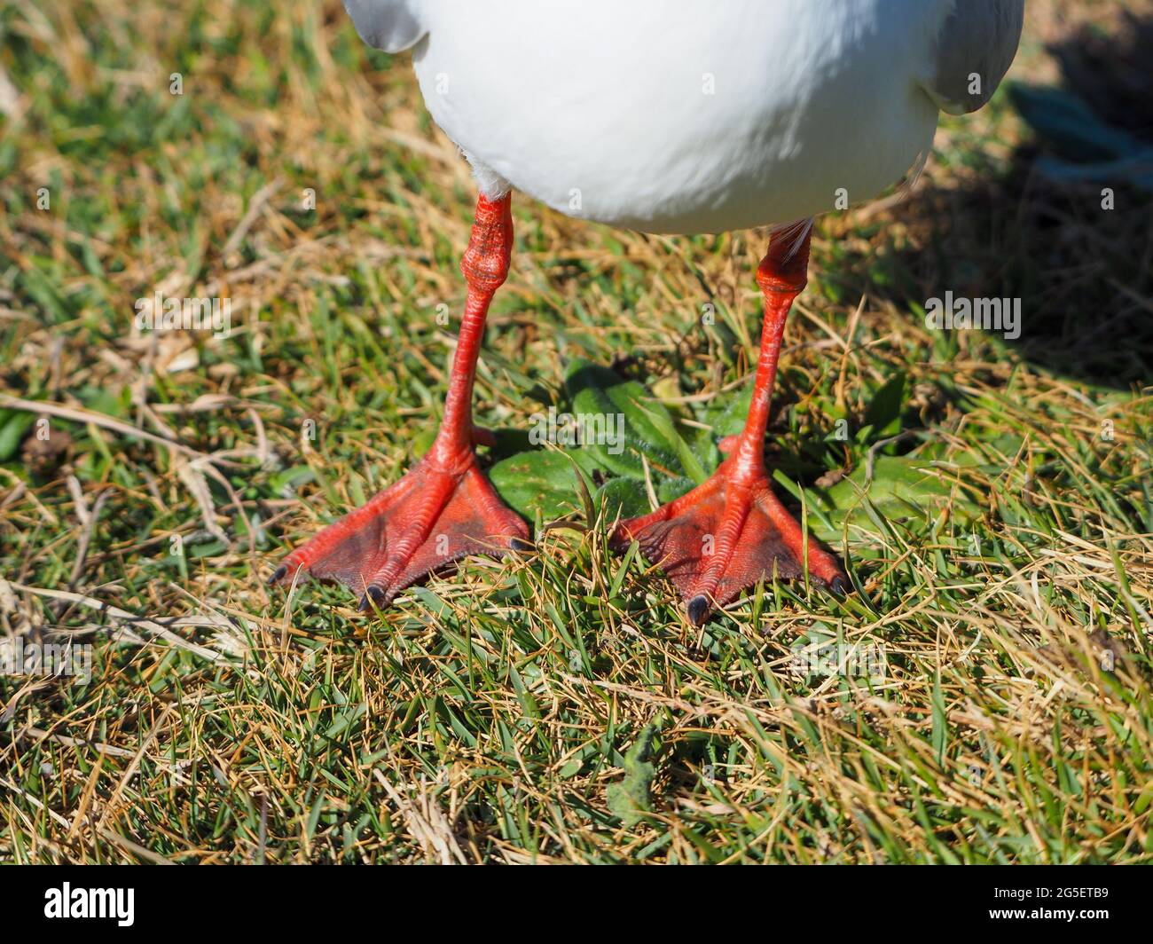 Birds, Closeup of the  red orange webbed feet and legs of a white Seagull, Silver Gull, Australia Stock Photo