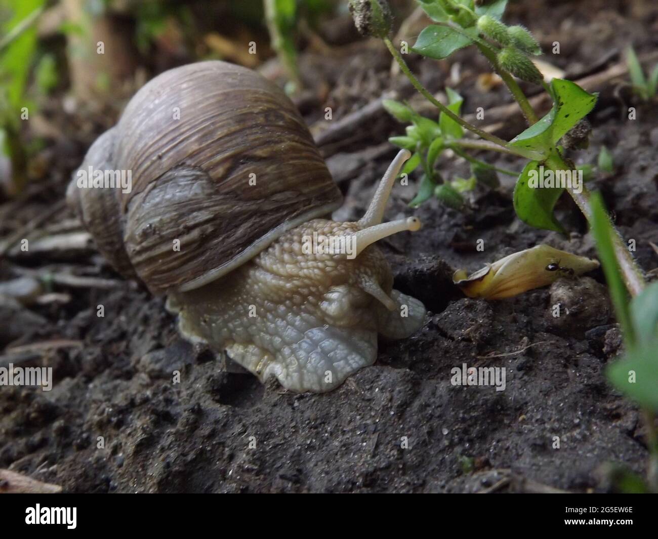 Vineyard snail hires stock photography and images Alamy