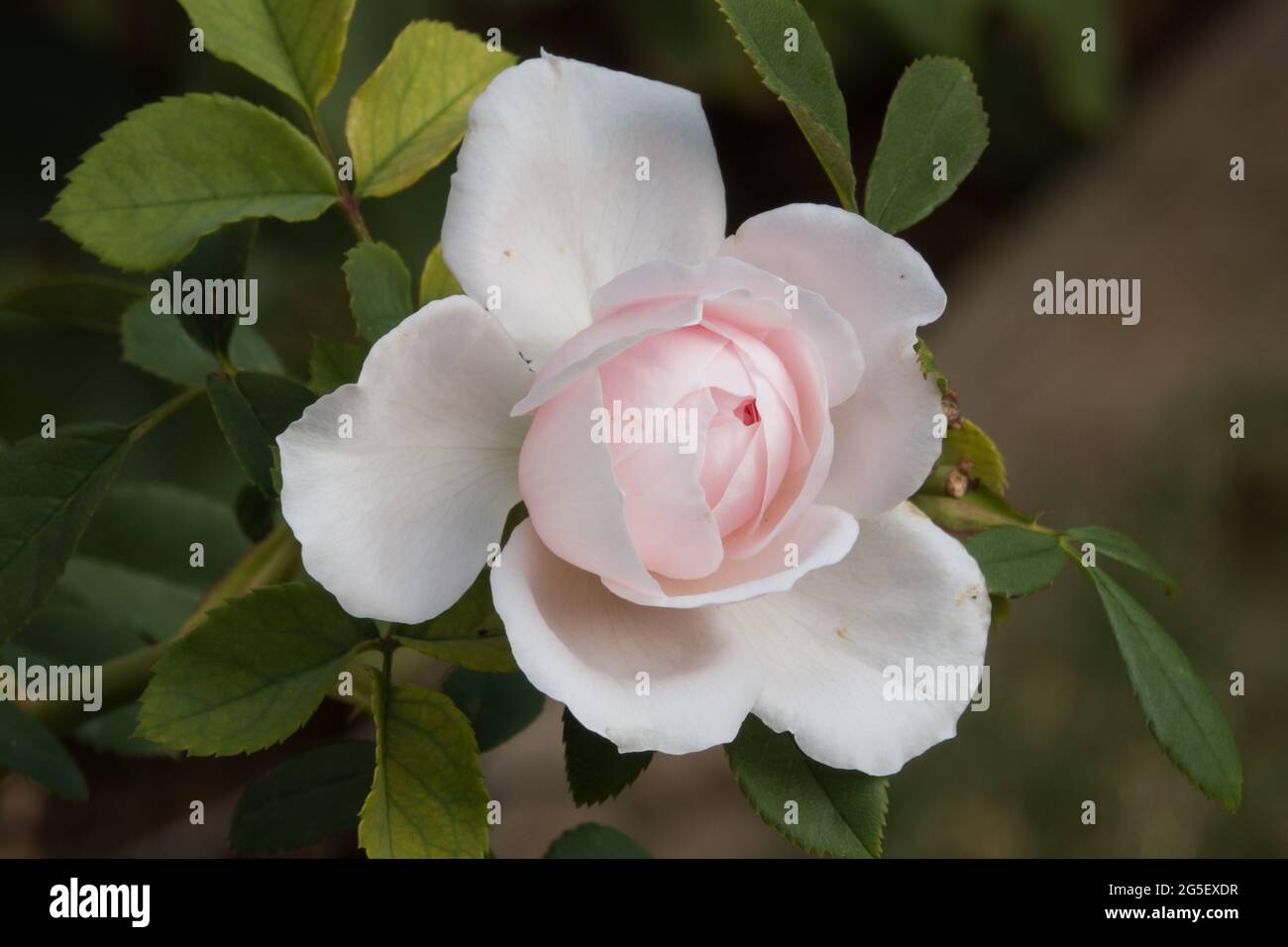 Single rose in bloom in garden. Photographed in Nuriootpa, South Australia. Stock Photo