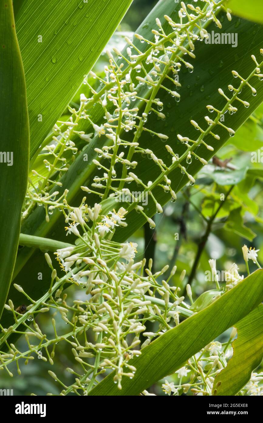 Giant Palm Lily (Cordyline manners-suttoniae) flowers in bloom. Photographed in the Daintree Rainforest, Far North Queensland, Australia Stock Photo