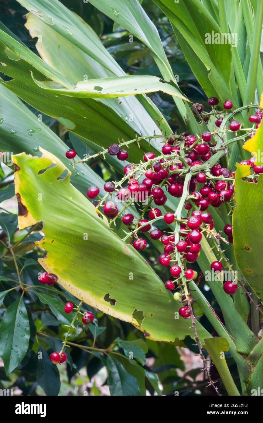 Ripening fruits of Giant Palm Lily (Cordyline manners-suttoniae) Photographed in the Daintree Rainforest, Far North Queensland, Australia Stock Photo