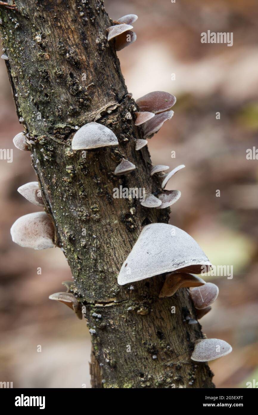 Group of Cloud ear fungi (Auricularia polytricha) growing on a dead branch. Photographed in Daintree Rainforest, Far North Queensland, Australia. Stock Photo