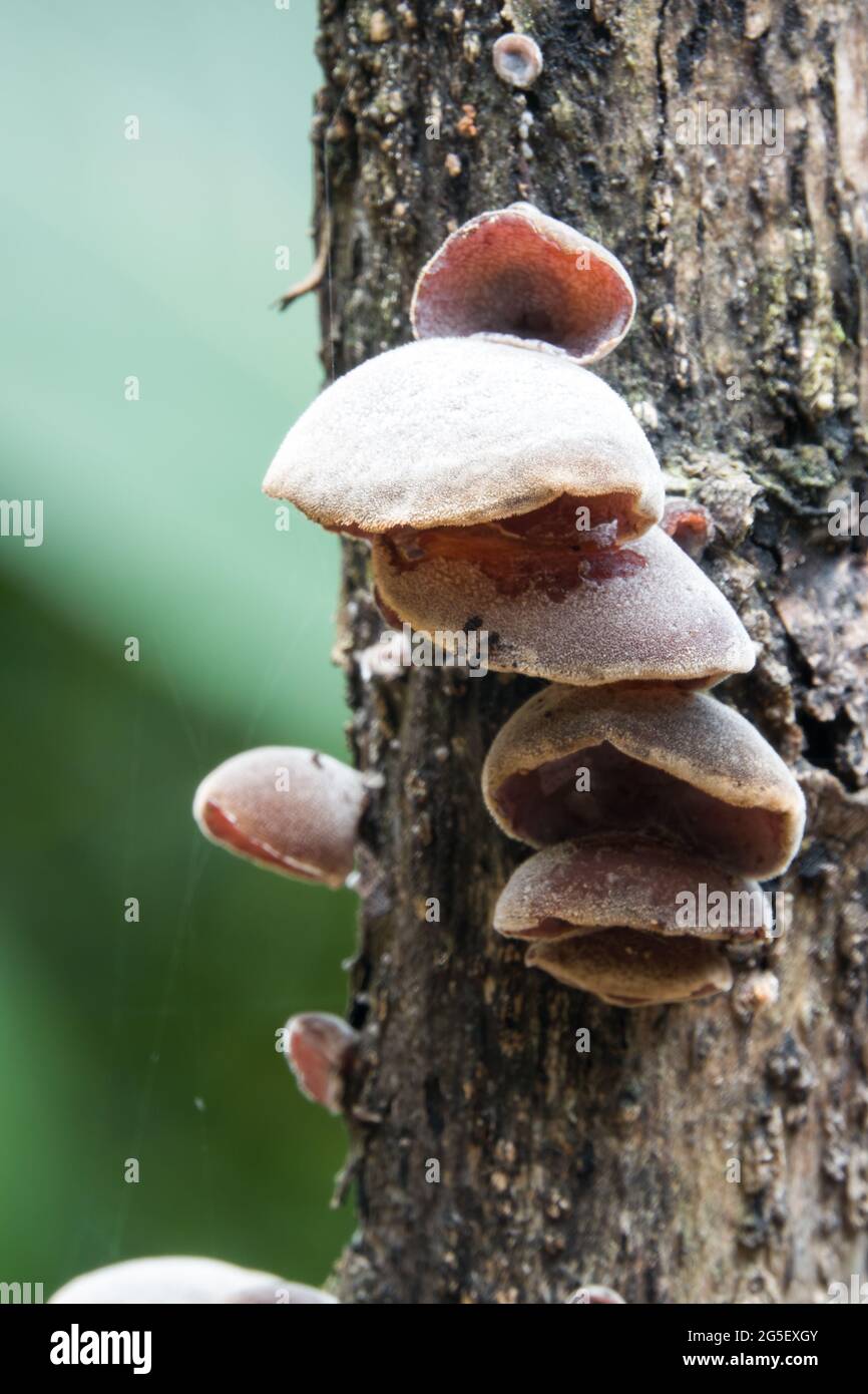 Group of Cloud ear fungi (Auricularia polytricha) growing on a dead branch. Photographed in Daintree Rainforest, Far North Queensland, Australia. Stock Photo