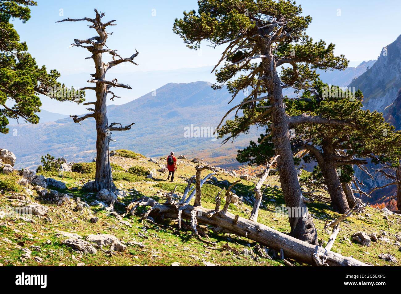 Bosnian pines on top of Serra di Crispo mountain (Garden of Gods), Pollino National Park, southern Apennine Mountains, Italy. Stock Photo