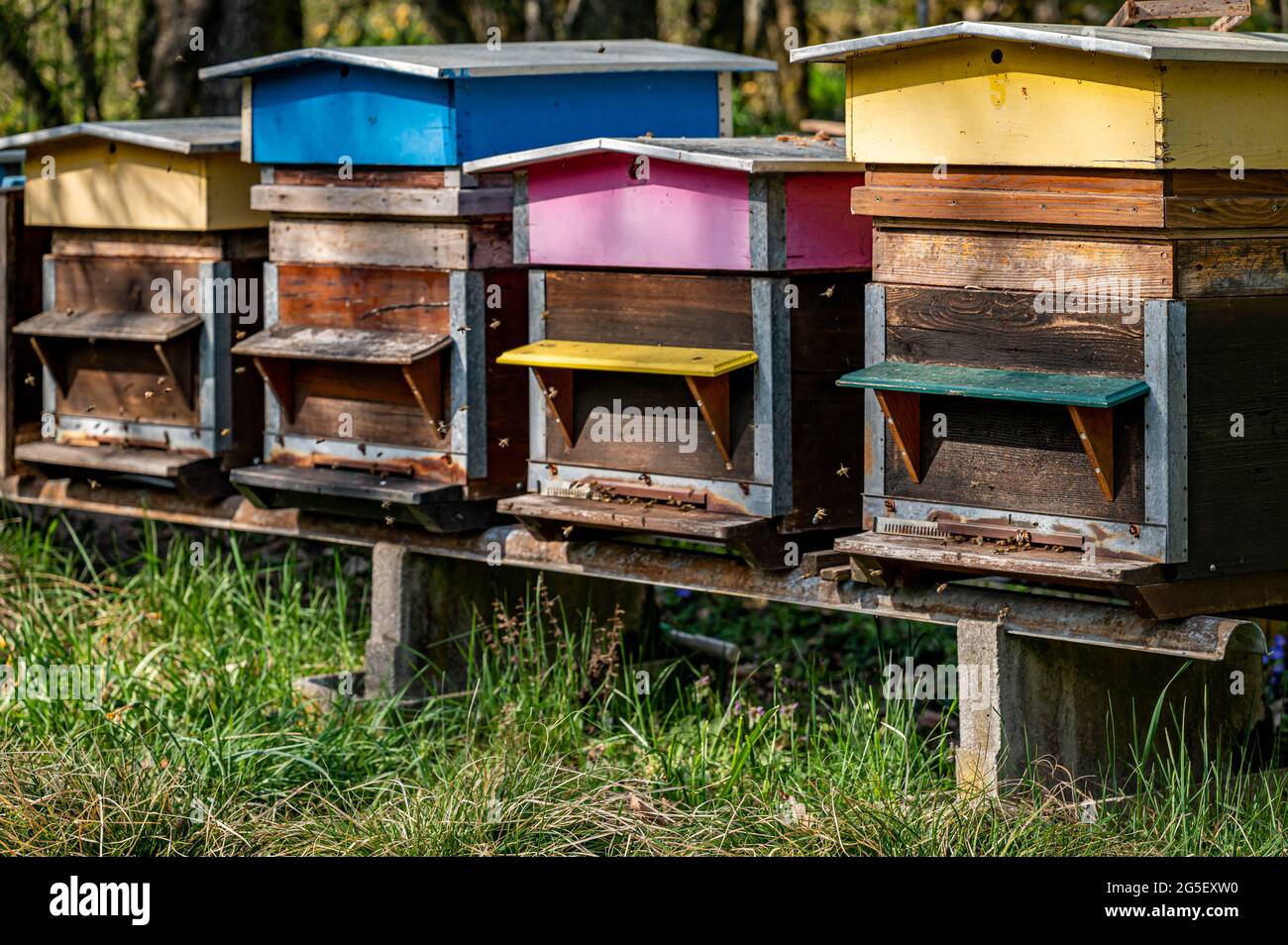 Hives of bees in the apiary. Painted wooden beehives with active honey
