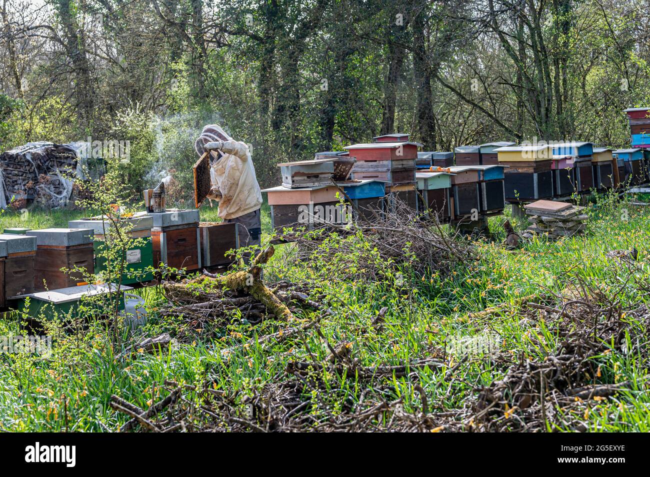 Hives of bees in the apiary. Painted wooden beehives with active honey ...