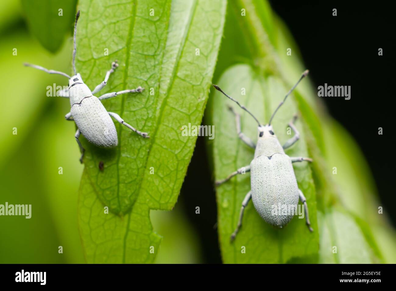 Two white pine weevils on the plant leaves. Used selective focus. Stock Photo