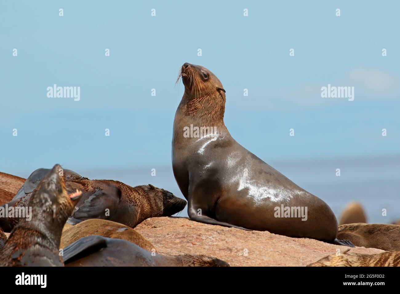Brown (Cape) fur seal (Arctocephalus pusillus) on coastal rocks, South Africa Stock Photo