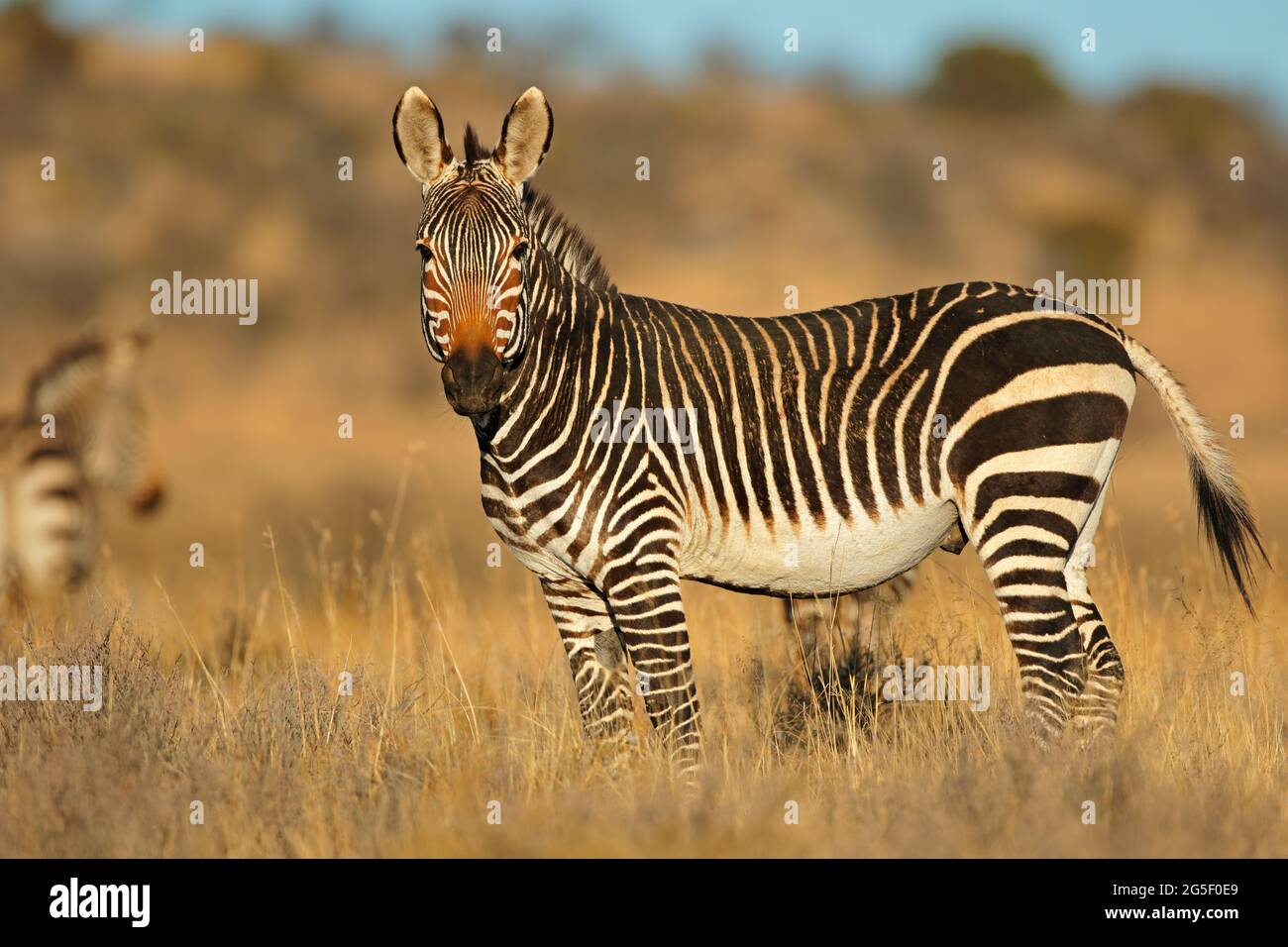 Cape mountain zebra (Equus zebra) in natural habitat, Mountain Zebra National Park, South Africa Stock Photo - Alamy Cape mountain zebra (Equus zebra) in natural habitat, Mountain Zebra National Park, South Africa Stock Photo - Alamy