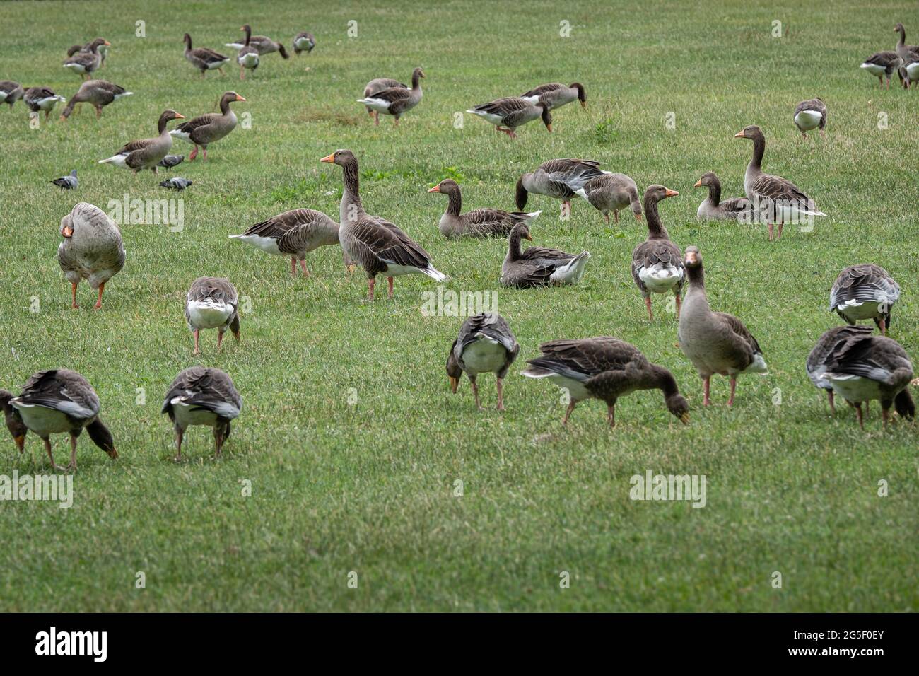 Lyon (France), June 25, 2021. A group of geese on a meadow Stock Photo -  Alamy