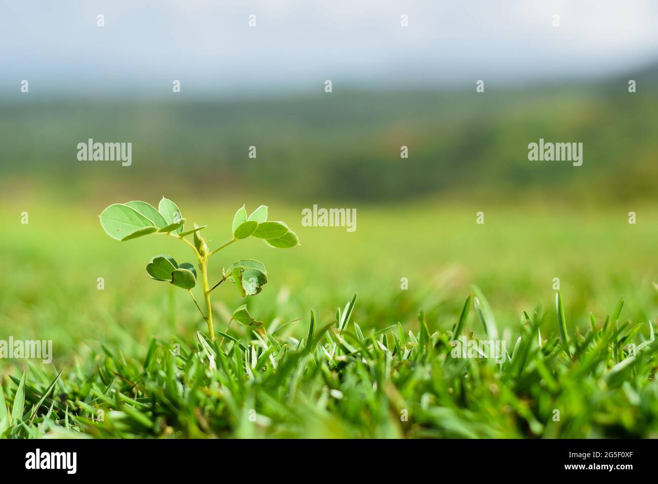 Verdant land covered with grass and one plant growing in grass known as sickel senna during rainy season which is nutritious in diet. Used selective f Stock Photo