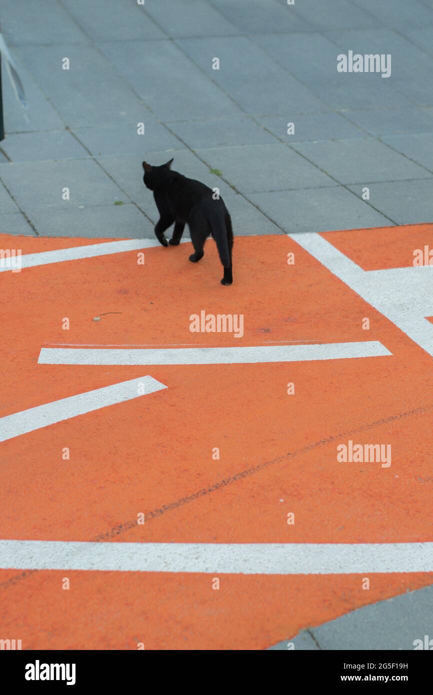 Cat Walking Back View