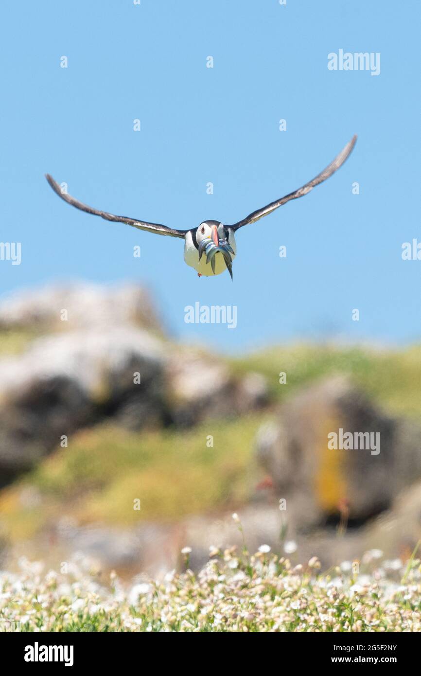 Puffin flying towards camera with beak full of sand eels to feed its young coming in to land on the Isle of May, Fife, Scotland, UK Stock Photo