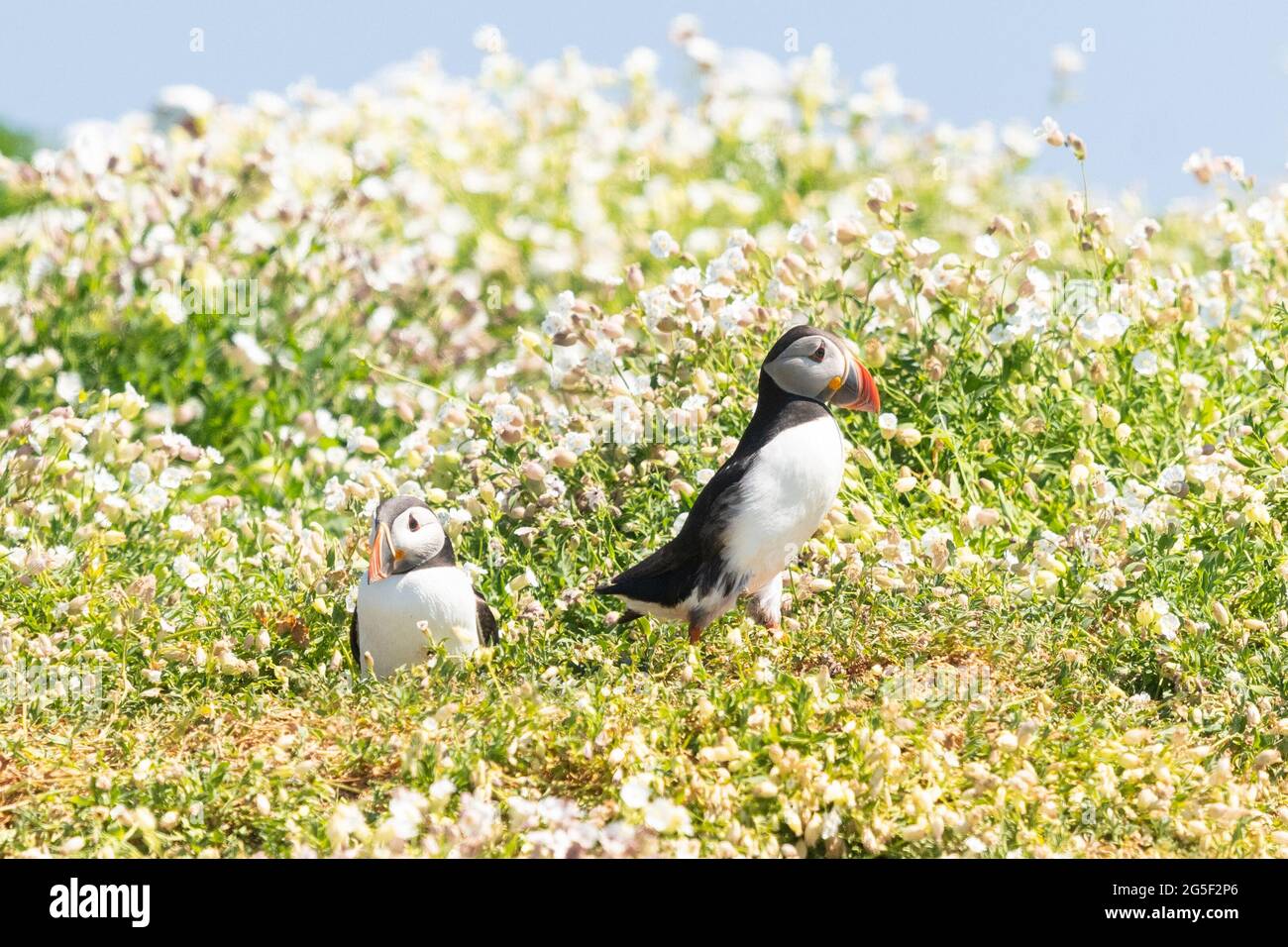 Pair of puffins (fratercula arctica) standing next to burrow surrounded by white sea campion flowers on the Isle of May, Fife, Scotland, UK Stock Photo