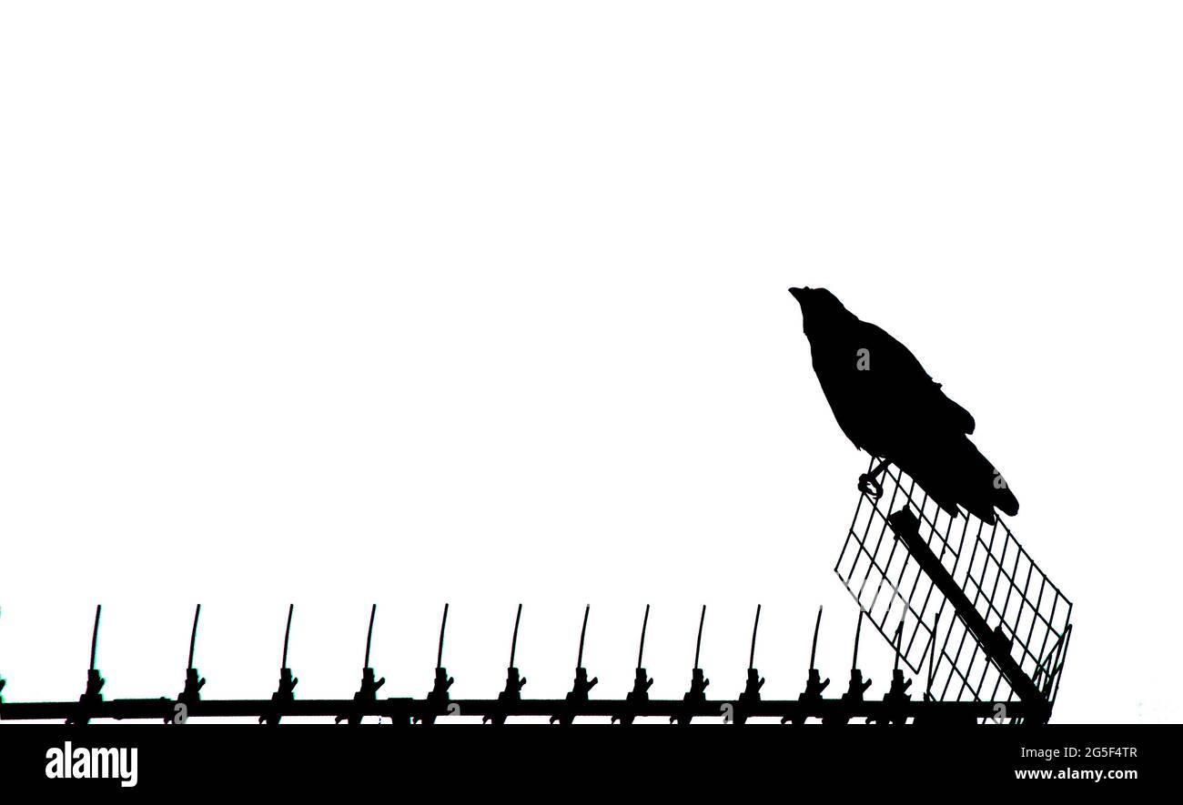 Black and grey crow hi-res stock photography and images - Alamy