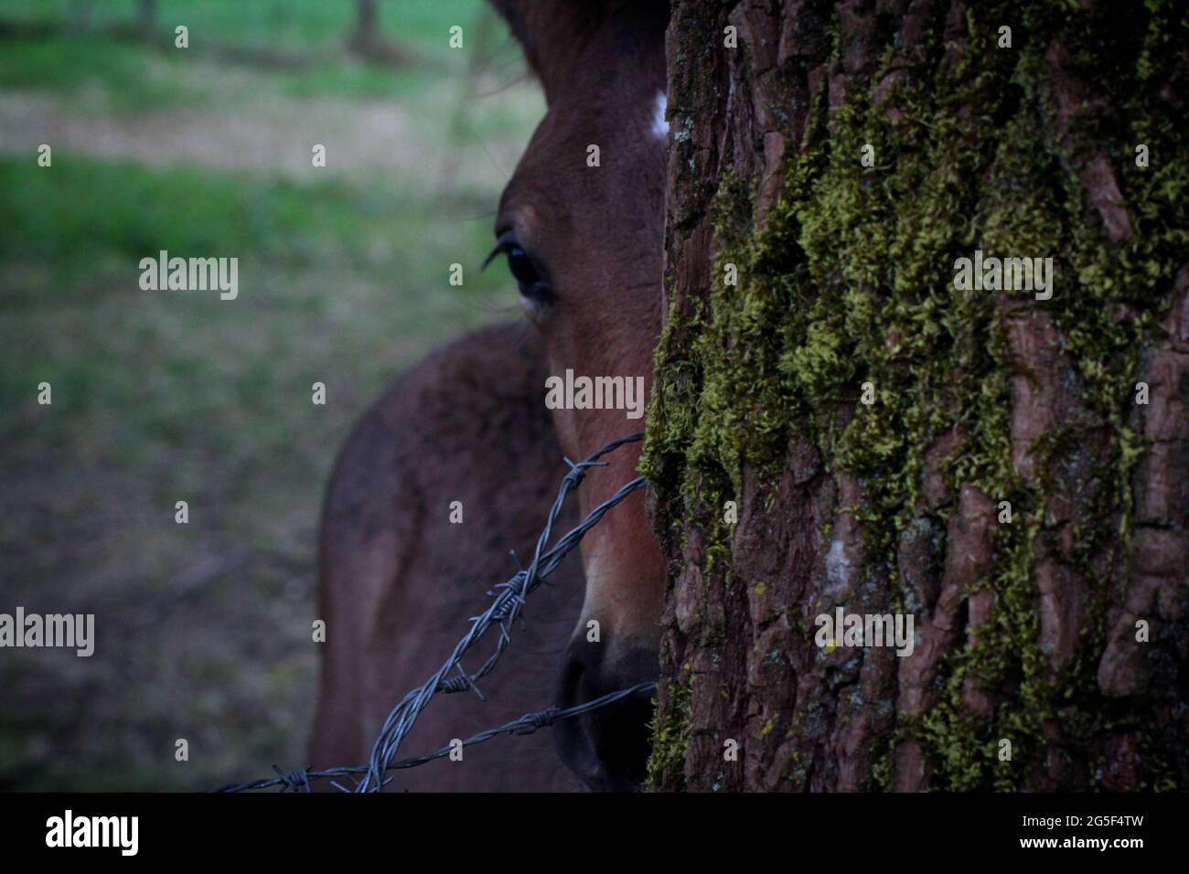 A young and shy horse hiding behind a tree with barbed wire Stock Photo