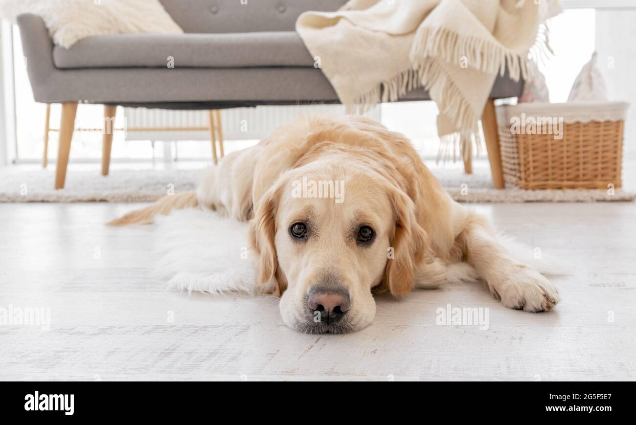 Golden retriever dog at home interior Stock Photo - Alamy