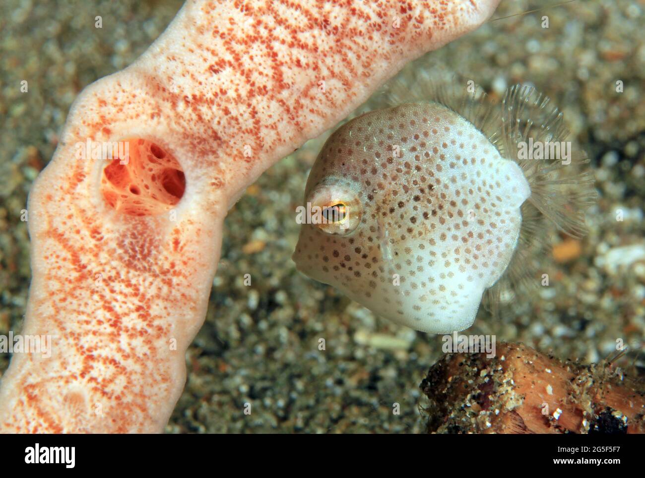 Southern Pygmy Leatherjacket (Brachaluteres jacksonianus) Under a Coral. Anilao, Philippines Stock Photo