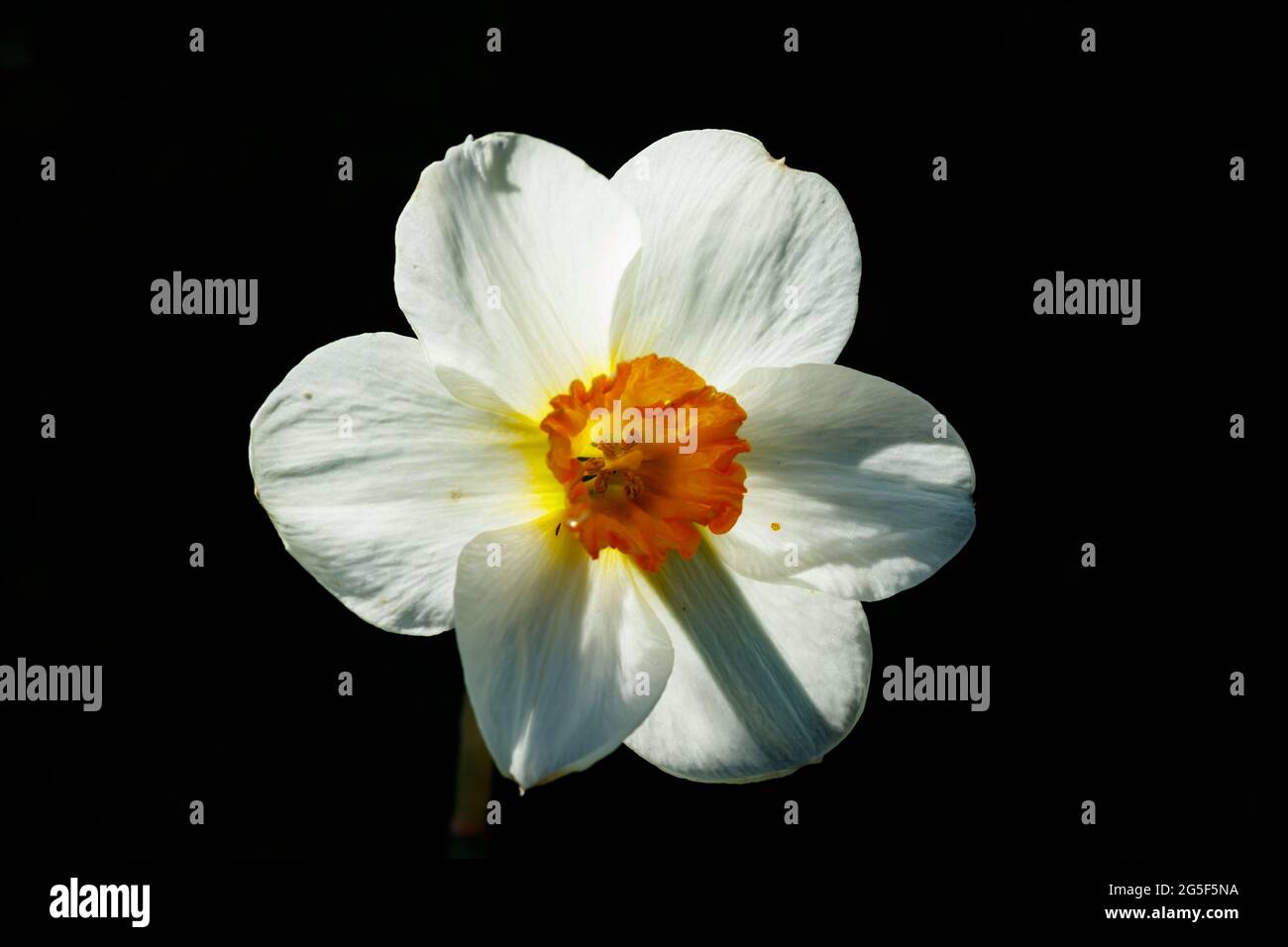 Single White Narcissus on a black background. Stock Photo