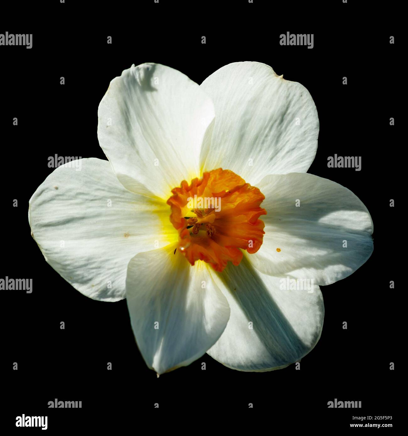 Single White Narcissus on a black background. Stock Photo