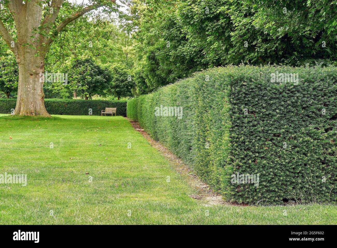 Park scene with a large American plane tree (Platanus occidentalis) and ...