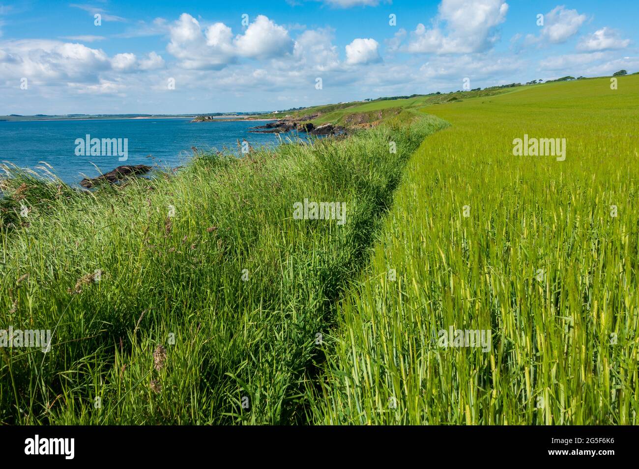 Crops growing in a field beside the North Sea in Scotland Stock Photo