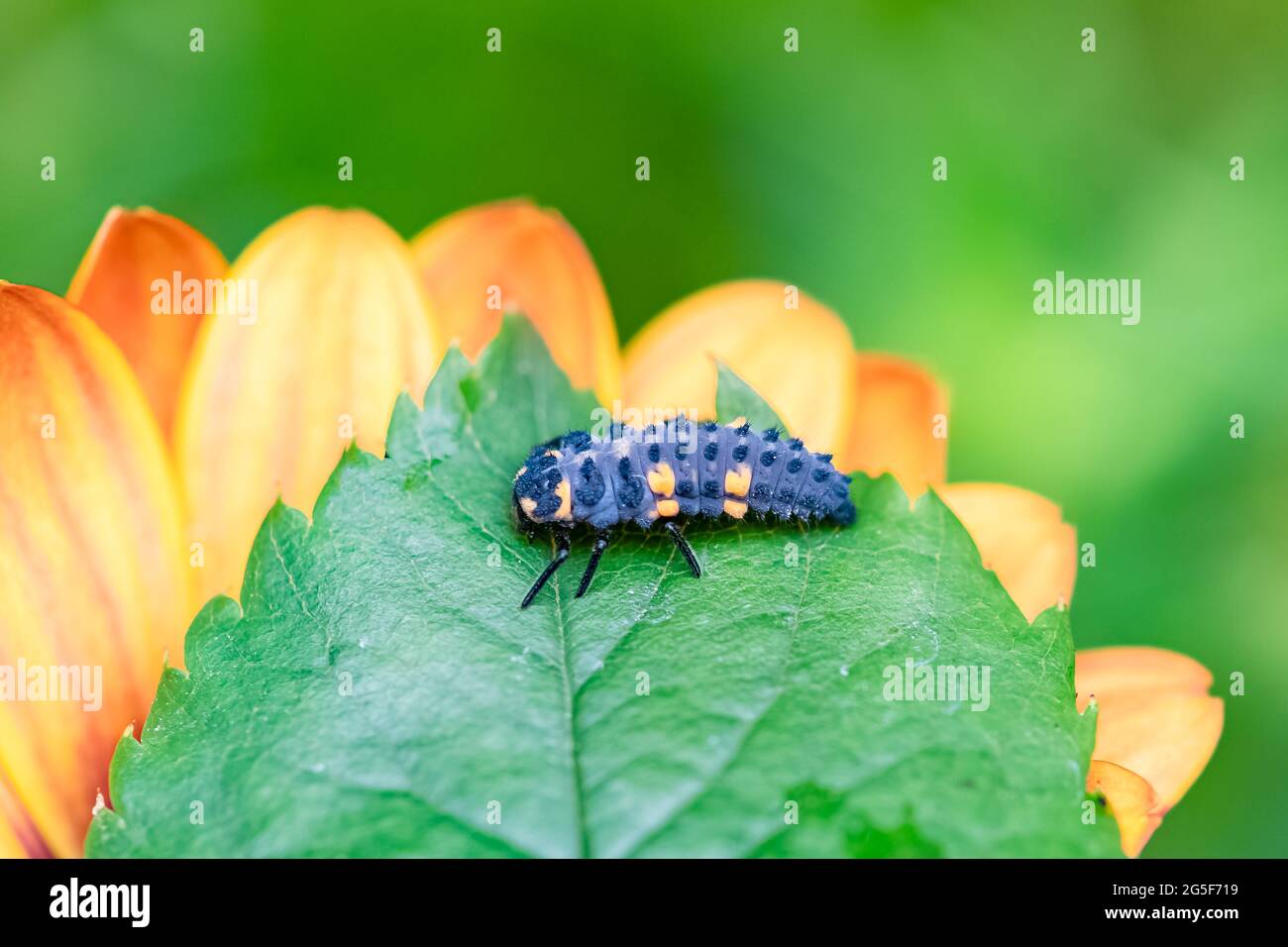 sevenspot ladybird larva, black and orange insect on a flower Stock — free download