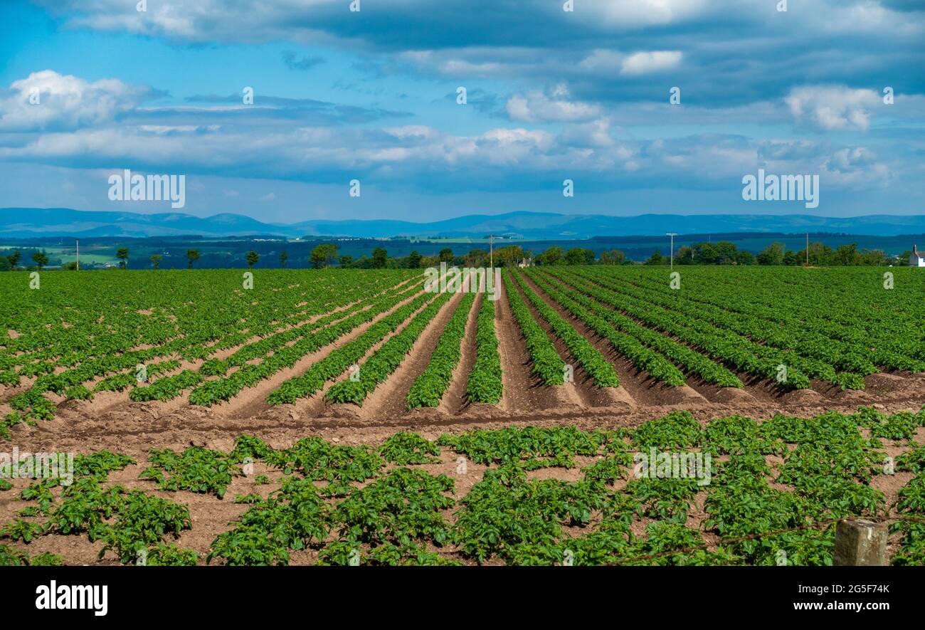 Potato plants growing in rows in a field Stock Photo - Alamy