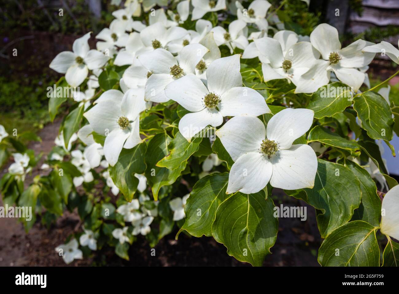 White to cream bracts of cornus kousa var chinensis 'China Girl', a flowering Chinese dogwood tree, an ornamental plant growing in a Surrey garden Stock Photo