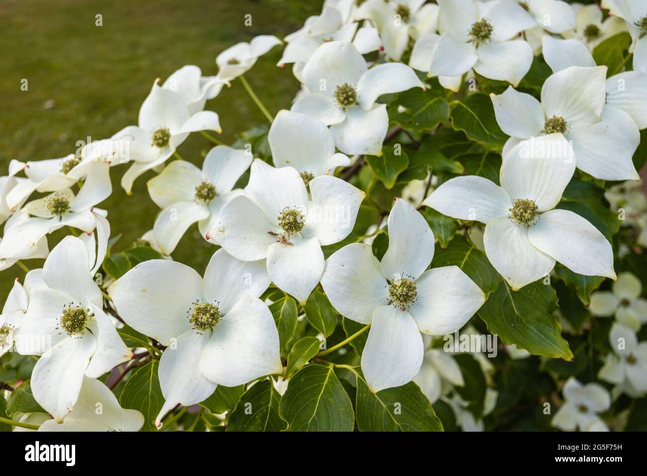 White to cream bracts of cornus kousa var chinensis 'China Girl', a flowering Chinese dogwood tree, an ornamental plant growing in a Surrey garden Stock Photo