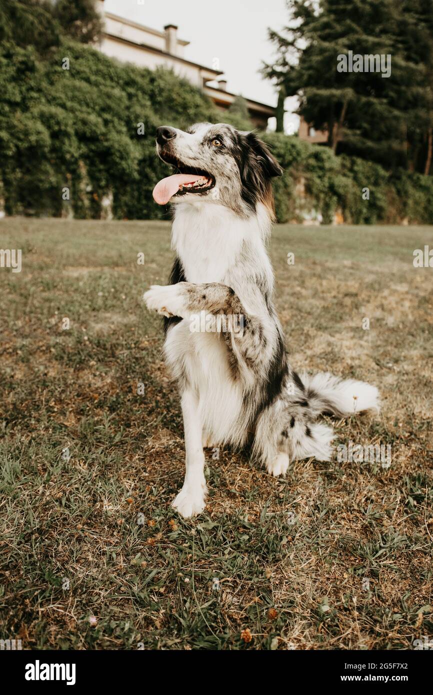 Portrait Border Collie Trick. Obedience And Training Concept Stock ...