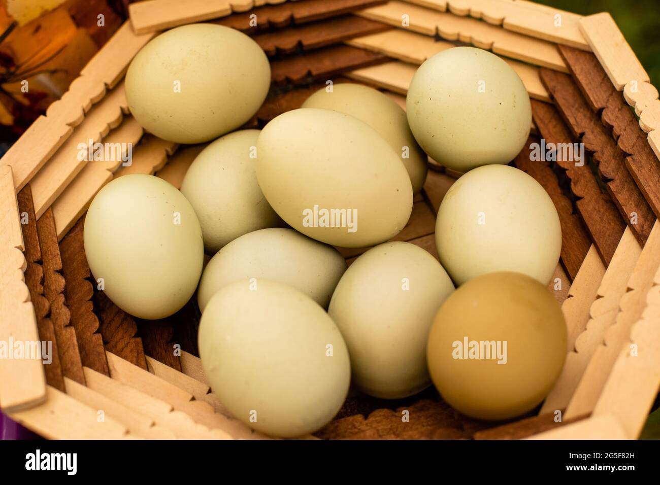 The homemade eggs of the Araucana chicken Stock Photo