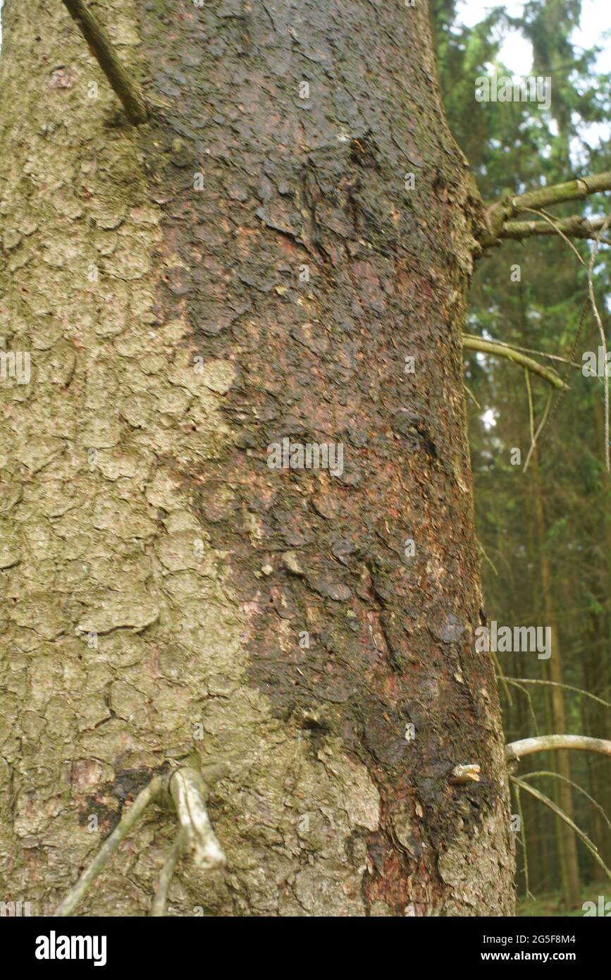 Forest out of firs, damaged by the work of bark beetles during summer ...